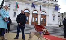 Кучето депутат от 48-ото НС отново е пред парламента