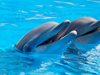 Учени: До 2021г. ще можем да разговаряме с делфини (Видео)