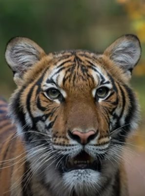 Надя, четиригодишното женско малайско тигърче КАДЪР: Youtube