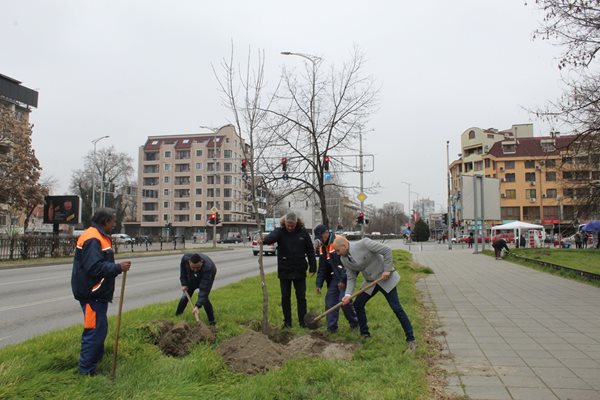 Поредното засадено дърво.