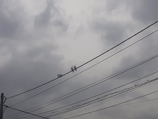 Две двойки бели гълъби кацат по жиците