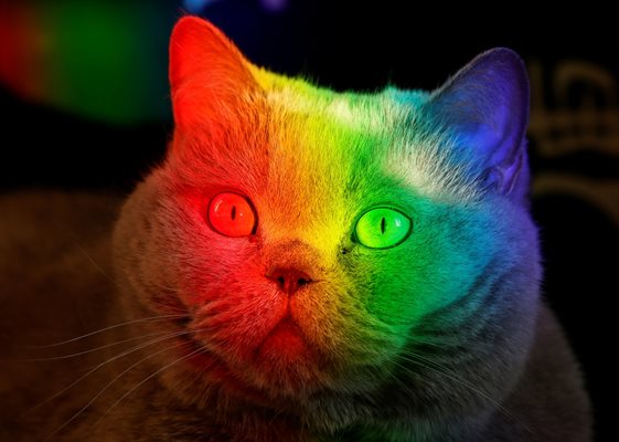 Цветен прозорец се отразява в лицето на британска котка. Домашните ни любимци не виждат всички цветове, но различават огромен брой нюанси на сивото.