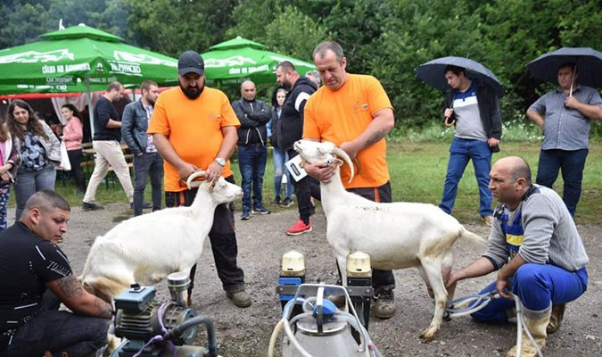 Пенка с лекота победи конкуренцията / Снимки: Национален събор на овцевъдите в България
