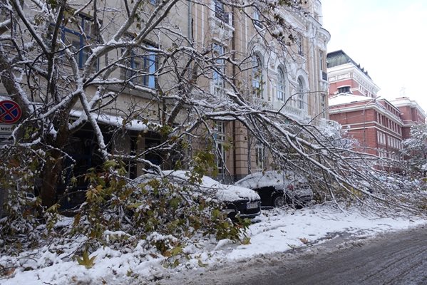 385 тона клони са извозили фирмите за почистване в София след снеговалежа
