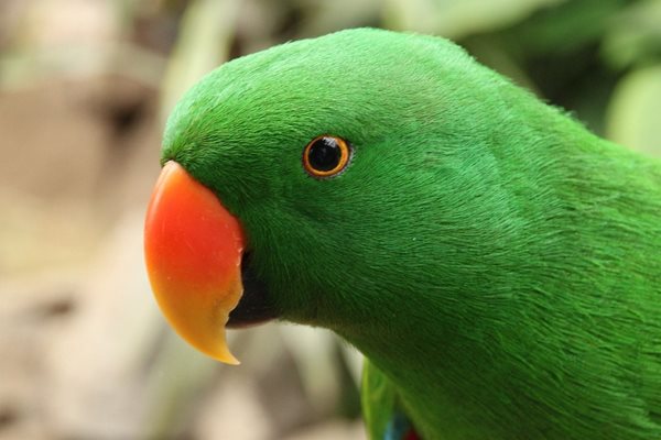 Зелен папагал