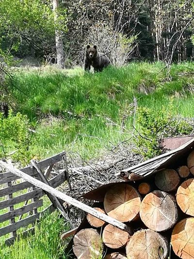 Набезите на мечки в Чепеларе започнаха преди седмица, когато на ул. "Чернатица" потроши пчелни кошери.
Снимка: Добри Добриков