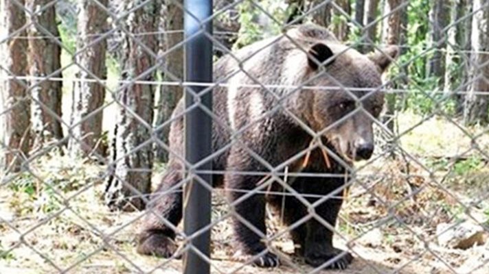 Волю-неволю Метко беше върнат при половинката си