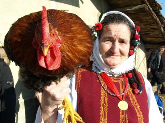 Баба Киня от село Голица по стара традиция на коли петел за здравето на мъжките рожби.
Снимка: ОРЛИН ЦАНЕВ, архив „24 часа”
