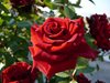 Как да поливаме правилно розите