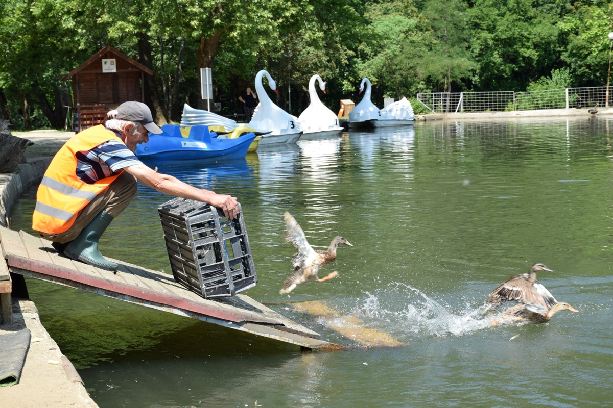 Заселиха 40 патици в езерото в парка на Благоевград