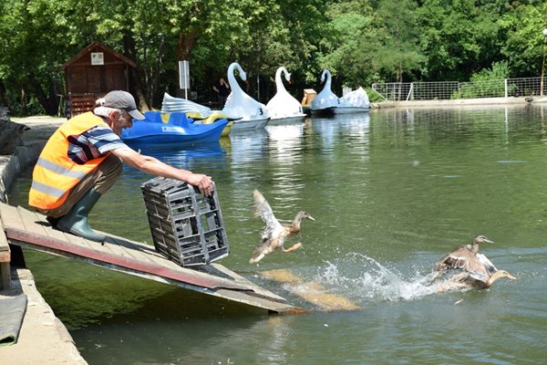 40 нови зеленоглави патици вече обитават езерото на парк „Бачиново“ в Благоевград.