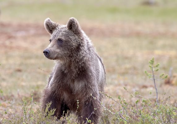 В смолянско село поискаха разрешение за отстрел на проблемна мечка