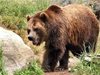 РИОСВ провери сигнали за щети от мечки, открити са убити домашни животни