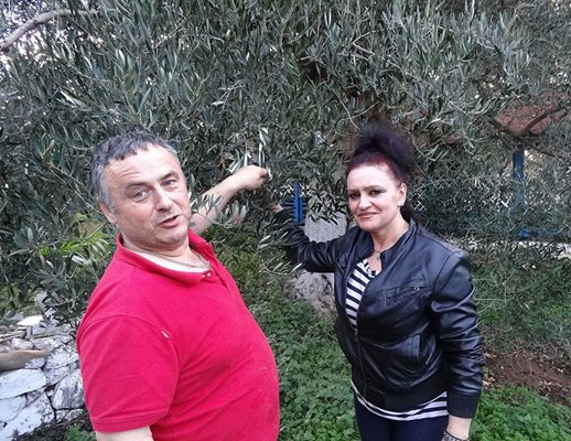 “Това дърво миналата година беше отрупано с маслини, а сега няма хич”, показват Алексия и Евстратиос от Мароня.
