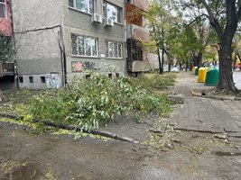 Дни след виелицата тротоарите на Пловдив все още са покрити с клони.