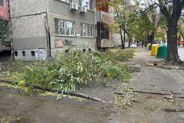 Дни след виелицата тротоарите на Пловдив все още са покрити с клони.