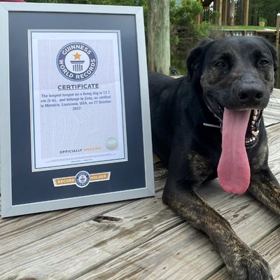 Кучето с най-дълъг език в света. СНИМКИ: Фейсбук Световните рекорди на Гинес