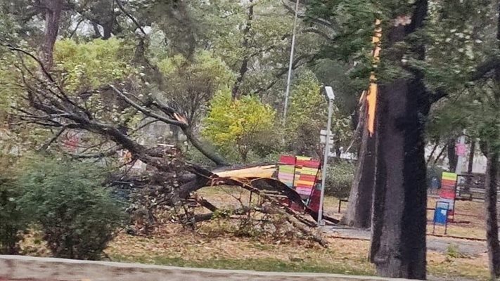 Дърво затрупа автомобил в Сливен СНИМКА: Метео балканс