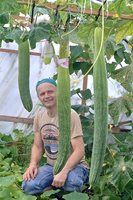 Най-дългата, според Книгата на рекордите на Гинес, е британско-полска краставица, отгледана от Себастиан Суски от Обединеното кралство през 2022 г.
