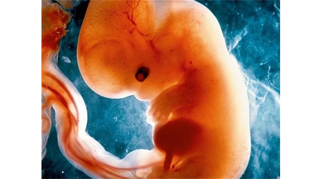 Развитието на ембриона е известно в детайли. От сливането на яйцеклетка и спермий след два дни се образува купчинка от осем клетки, съдържащи един и същ наследствен материал. На дванадесетия ден клетките се закрепват към маточната лигавица, която оттук нататък ги снабдява с кръв. Четириседмичният ембрион вече има наченки на мозък и гръбначен стълб. От петата седмица (1) постепенно се оформят лицето и ръцете.