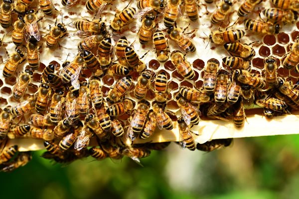 Пестицид, който се използва за зърнените култури, застрашава популациите от земни пчели СНИМКА : Pixabay