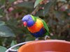 300 вида папагали живеят на Тенерифе (снимки)