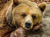 5 животни избити от мечки в Родопите за ден