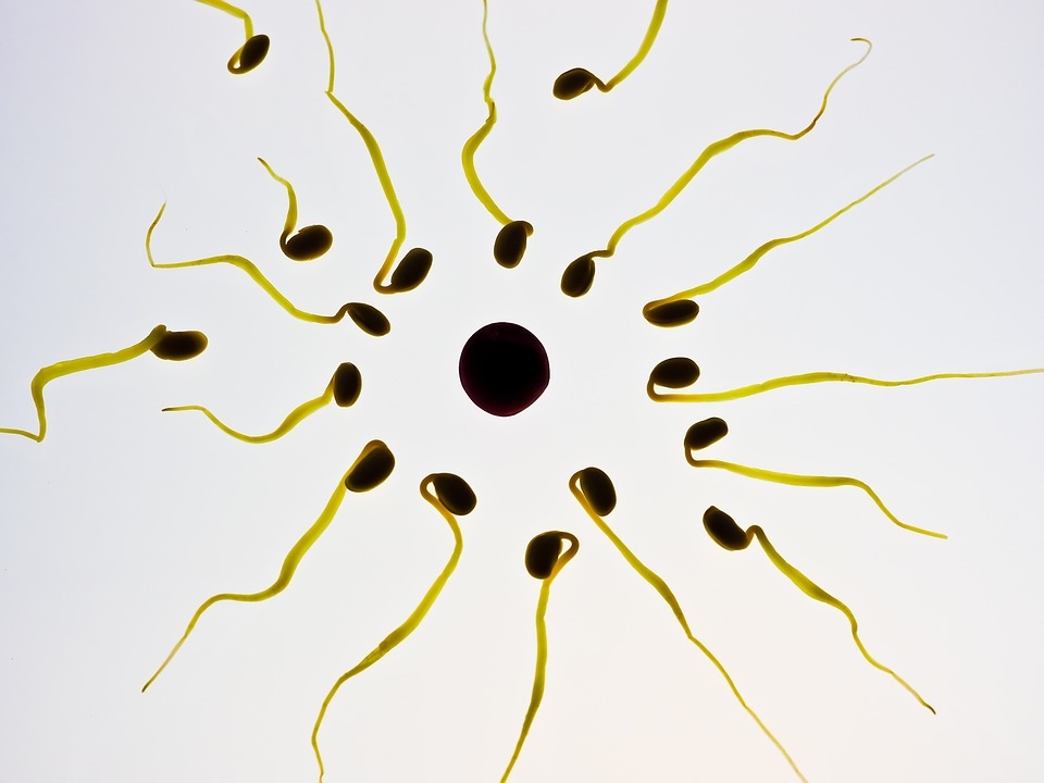 Тревога: От 1973 г. броят на сперматозоидите лавинообразно намалява