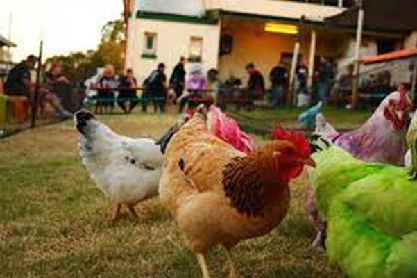 Пилетата събират пари за благотворителност