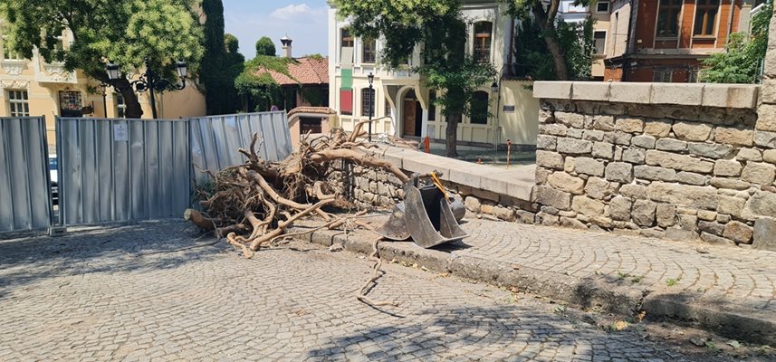 Това са корените, които са прораснали и разрушили подпорната стена в Стария град.