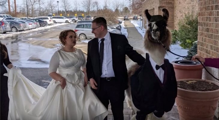 Мъж заведе на сватбата на сестра си лама, облечена във фрак Кадър: Youtube
