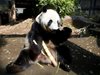 Берлин очаква две гигантски панди да пристигнат от Китай в края на юни