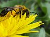 Пчелите също обичат нездравословни храни