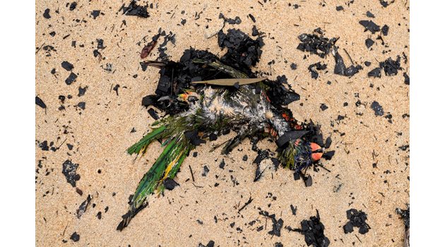 Птица, характерна за Австралия, открита мъртва от пожарите СНИМКИ: Ройтерс 