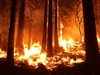 Хиляди хора в Аризона бяха евакуирани заради</p><p>горски пожари