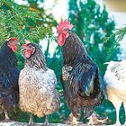 Изберете за кокошките си хубав, неагресивен и грижлив петел. Поне 4 кокошки трябва да предвидите за 1 петел. Тогава ще имате и добро потомство.