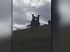 Кенгурута се боксират в парк в Австралия (Видео)