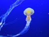 Медузите впръскват отровата си с 50 милиона метра в секунда