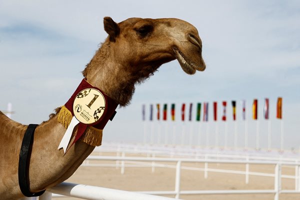 Победителката на "Световното за камили" Мангия Гуфран СНИМКА: Ройтерс