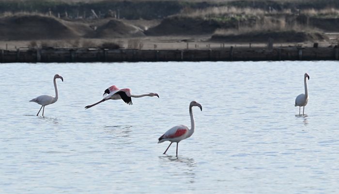 Над 100 екземпляра розово фламинго зимуват в Атанасовското езеро край Бургас Снимка: Орлин Цанев