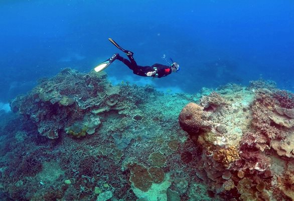 Големият бариерен риф в Австралия