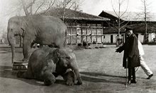Любимите слонове на цар Фердинанд