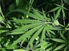 Полицията откри 22 саксии с марихуана в частен имот в Плевенско