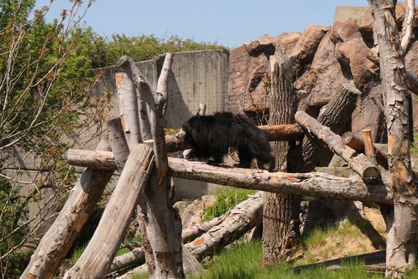 Бърнестата мечка Шрея е сред най-новите обитатели на Софийската зоологическа градина