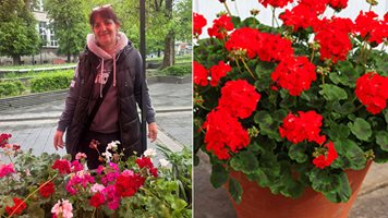 Цветарката Анета Йорданова:  Подарете червено мушкато за Цветница