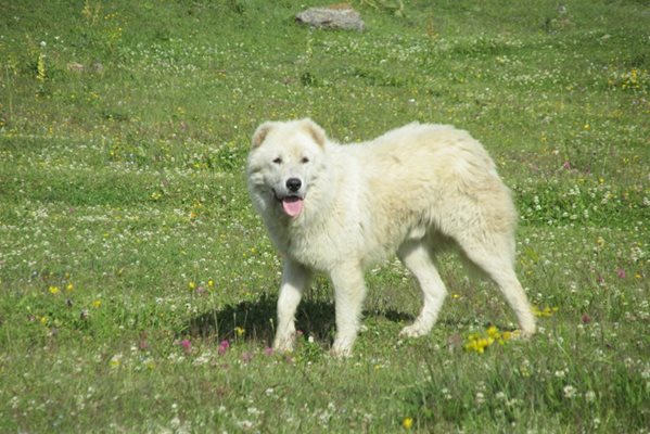 Куче от порода азиатски вълкодав нахапа жестоко 10-годишно момче в хасковското село Въгларово. СНИМКА: АРХИВ