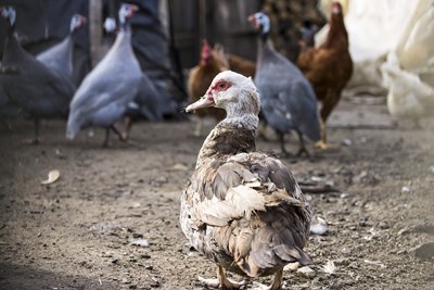 Безпрецедентен брой случаи на инфлуенца по птиците са регистрирани в Европа