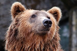 В Ловешко искат спешни мерки на национално ниво за проблема с мечките