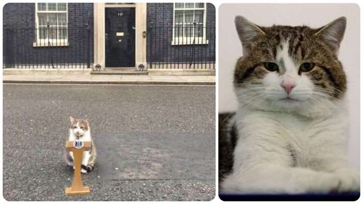 Котка номер 1 на Англия надживява 7 премиери