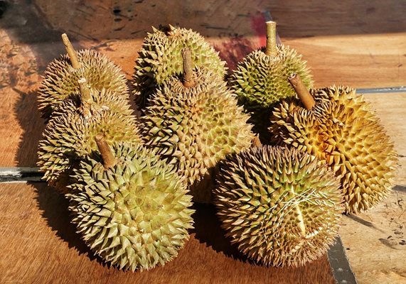 Плодовете дуриан се раждат от тропически дървета, които са разпространени в Югоизточна Азия.